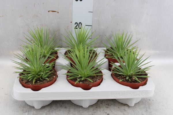 <h4>Agave stricta 'Nana'</h4>