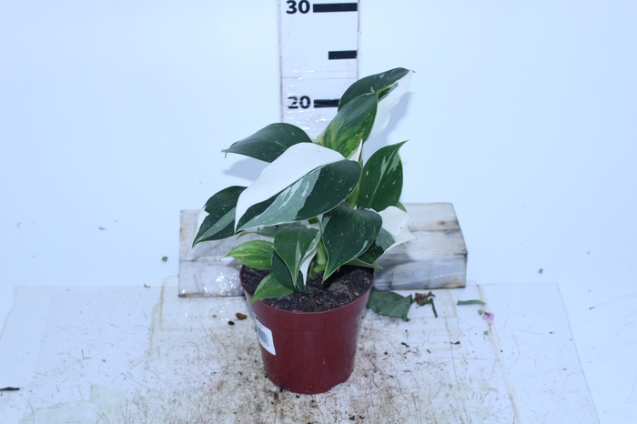 <h4>PHILODENDRON WHITE WIZARD P12</h4>