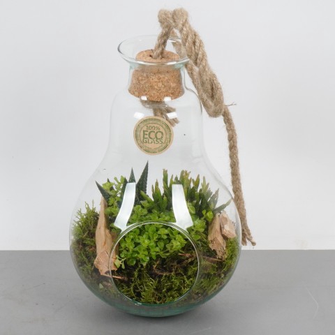 <h4>PTSGN2360 Arrangementen kamerplanten</h4>