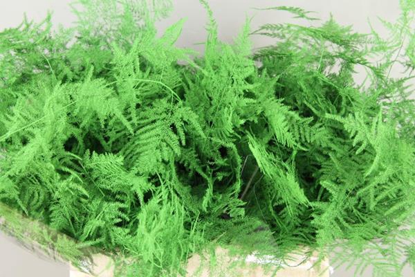 <h4>Asparagus Ex Veren Mint Groen</h4>