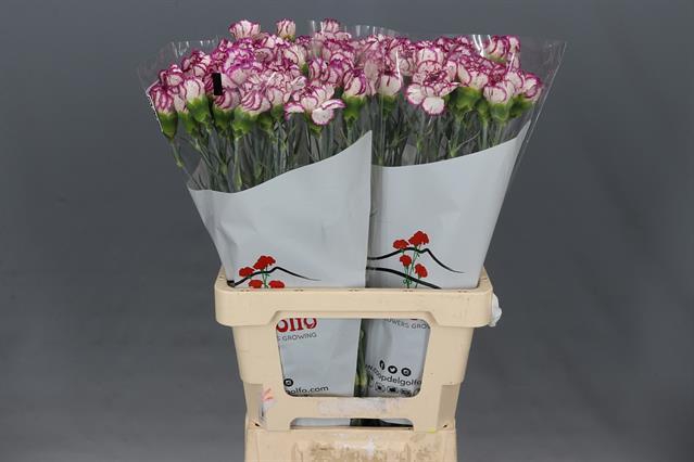 Pp Flowers Webshop