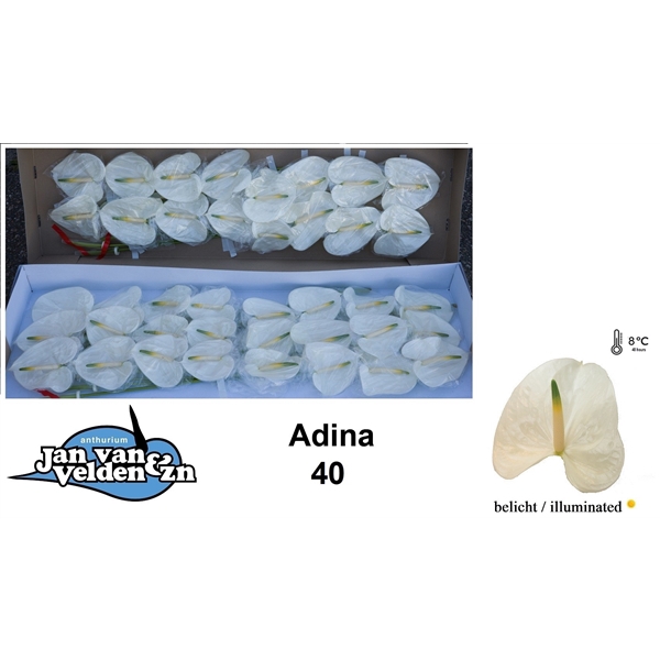 Adina 40