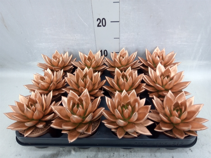 <h4>Echeveria  'Miranda'</h4>