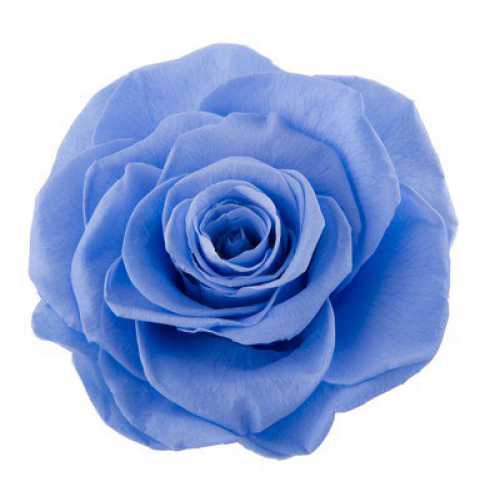 <h4>Rose Ava Marine Blue</h4>