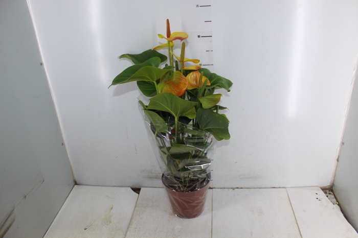 <h4>ANTHURIUM COLOURS P17</h4>