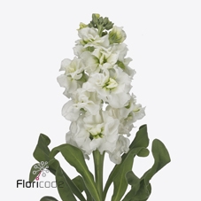 <h4>Matthiola iron white</h4>