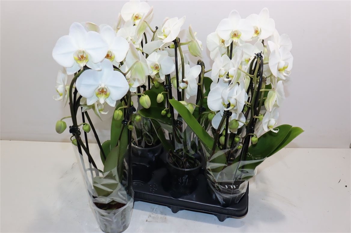 <h4>Phal Ov Wit</h4>
