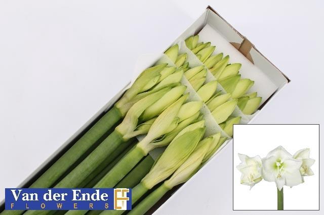 <h4>Hippeastrum mont blanc</h4>