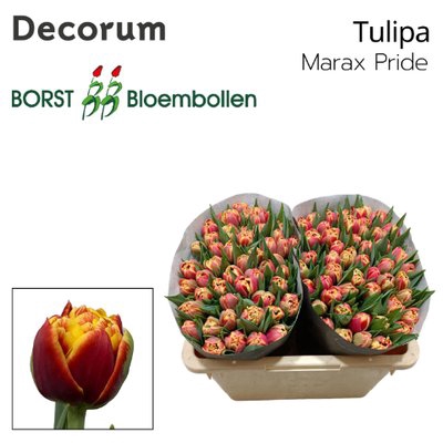<h4>Tulipa do marax pride</h4>