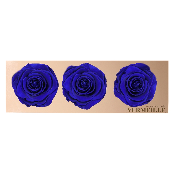 <h4>Rose Monalisa Sapphire Blue</h4>