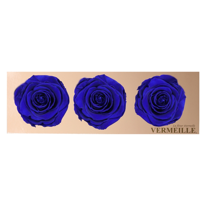 Rose Monalisa Sapphire Blue
