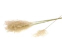 Fluffy reed grass natural