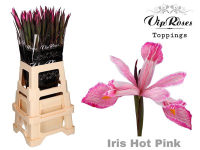 <h4>Iris paint hot pink</h4>