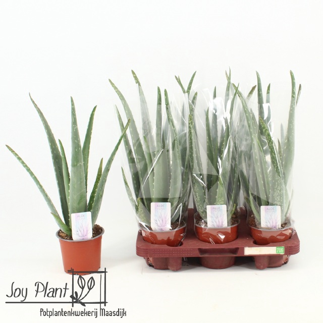 <h4>ALOE VERA</h4>