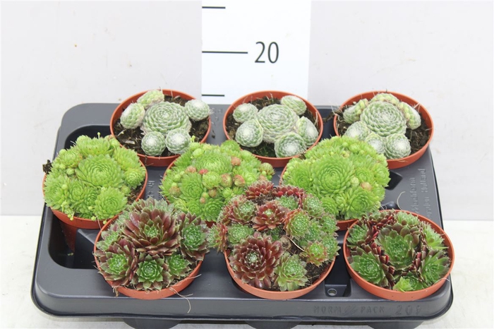 <h4>Sempervivum Mix</h4>