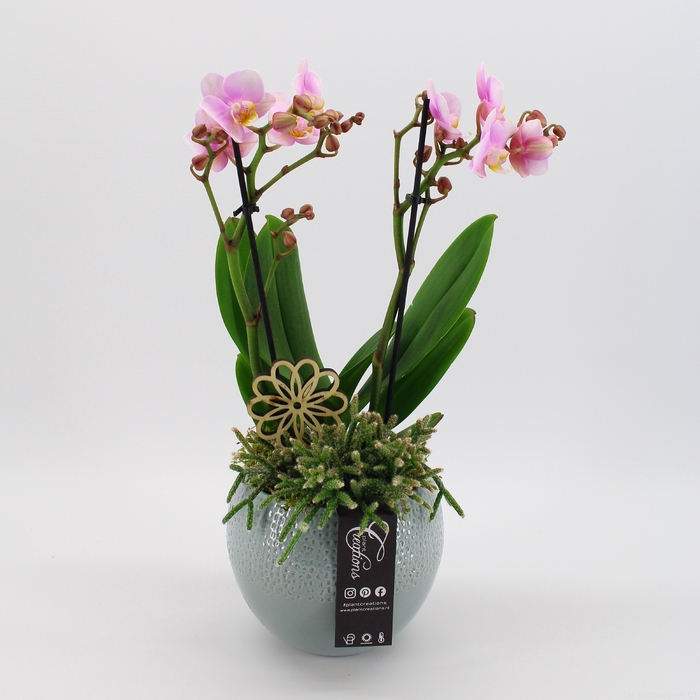 <h4>PHAL-23024 Phalaenopsis creatie</h4>