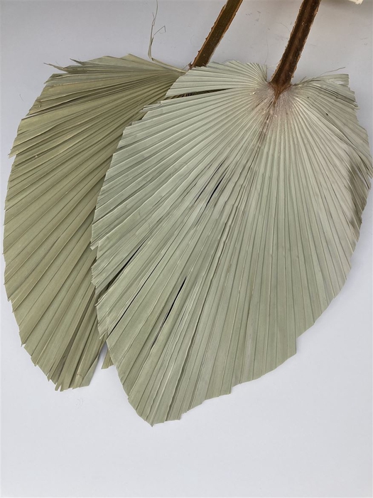 <h4>Dried Palm Spear Giga Natural</h4>