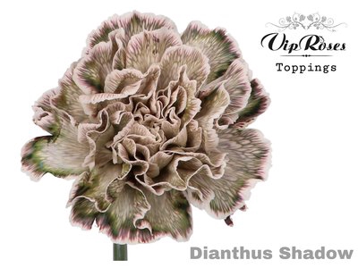 <h4>Dianthus st paint shadow</h4>