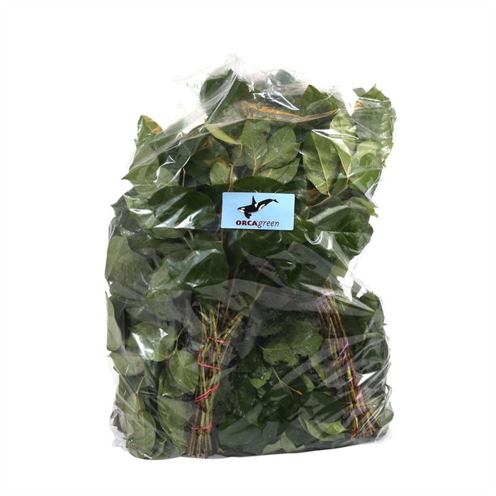 <h4>Salal Tip x5 Flowpack</h4>