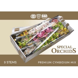 Cymbidium. mix Special Orchids