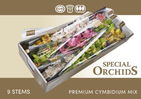 Cymbidium. mix Special Orchids