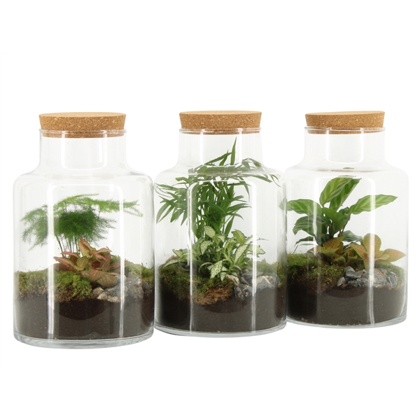 <h4>90068: Terrarium arrangement</h4>