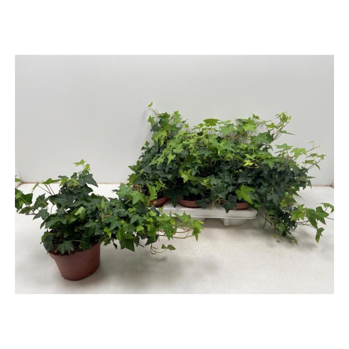 <h4>Hedera Helix Pittsburgh 13Ø 30cm</h4>