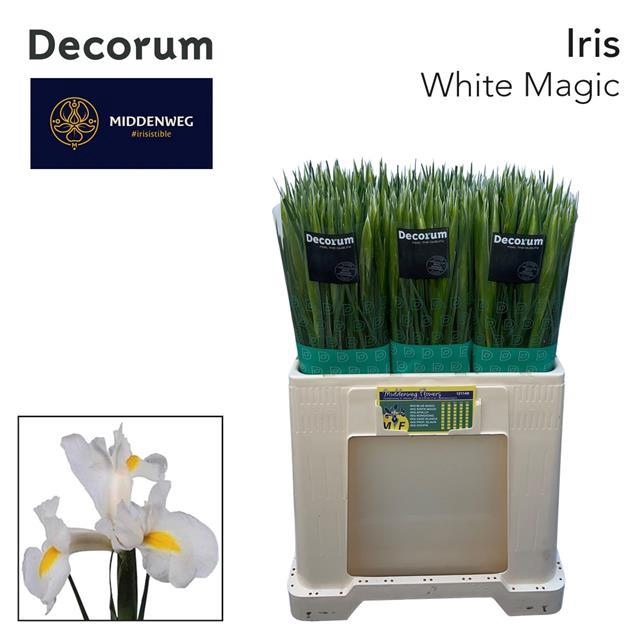 <h4>Iris white magic</h4>