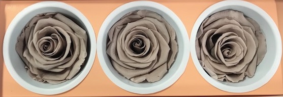 <h4>Rose Monalisa Sand beige</h4>