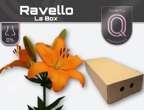 <h4>LI LA RAVELLO LA BOX 4+</h4>