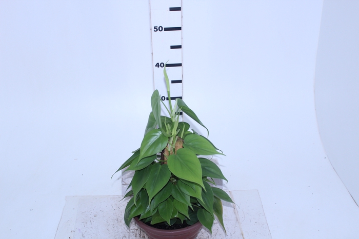 <h4>PHILODENDRON SCANDENS C21</h4>