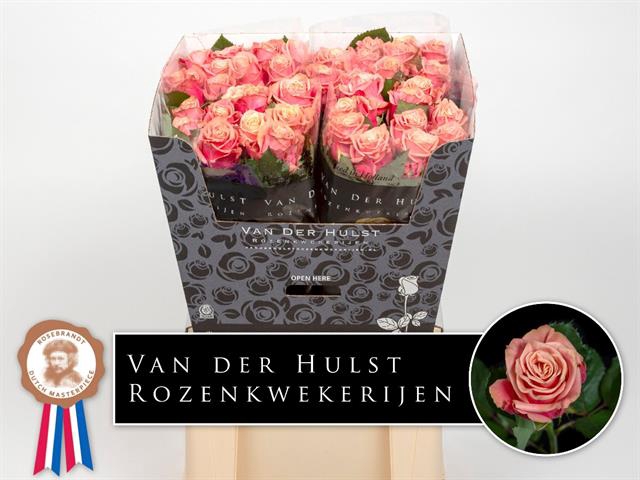 <h4>Rosa la adele</h4>