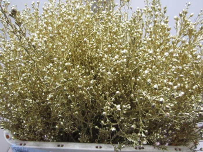 <h4>Chame Goud / Glitter</h4>
