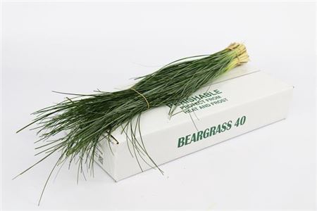 <h4>Beargrass (5 Bos Per Bundel)</h4>
