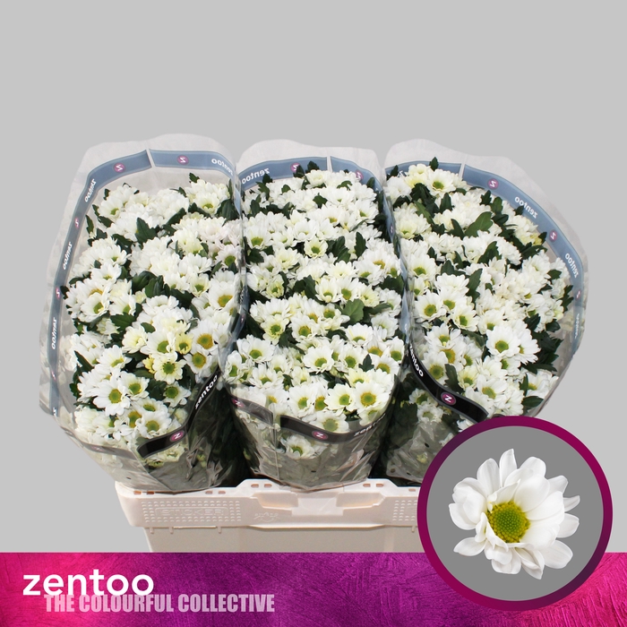 <h4>Chr San Rossi White</h4>