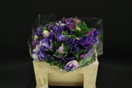 <h4>Anem Zwaar Blauw</h4>