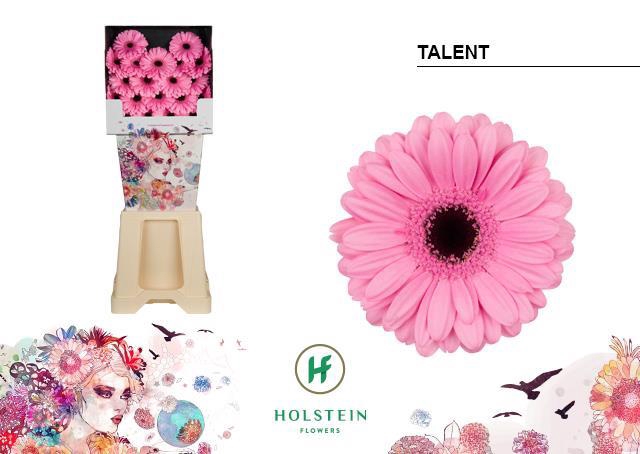 <h4>Germini diamond talent</h4>