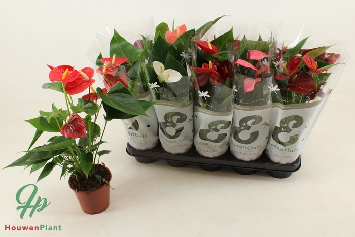 <h4>Anthurium Andreanum Grp gemengd 4 k</h4>