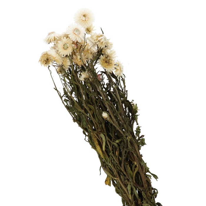 <h4>Droogbloem Helichrysum 40-60cm</h4>