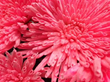<h4>Chr G Ana Snow Neon Pink</h4>