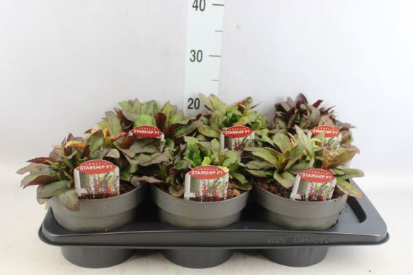 <h4>Lobelia Speciosa 'fan Scarlet'</h4>