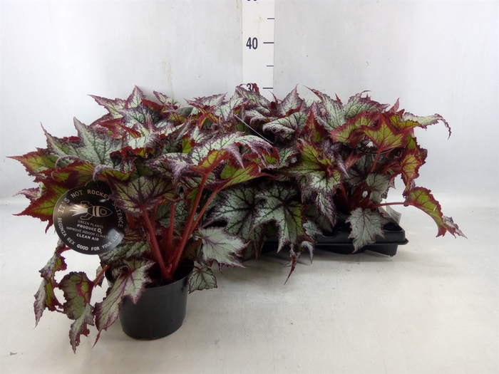 <h4>Begonia Bd Rex</h4>