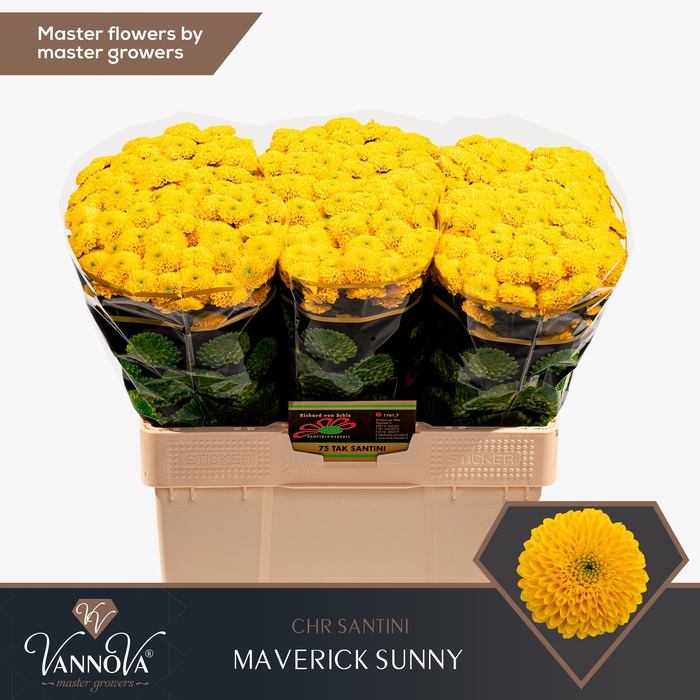 <h4>Chr S Maverick Sunny</h4>