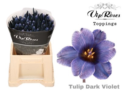 <h4>Tulipa si paint dark violet</h4>