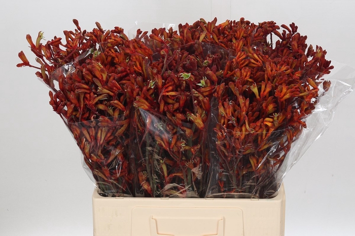 <h4>Anigozanthos Golden Girl</h4>