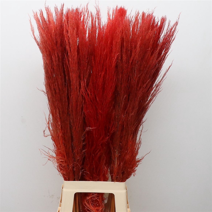 <h4>Corta Dried X50 Orange</h4>