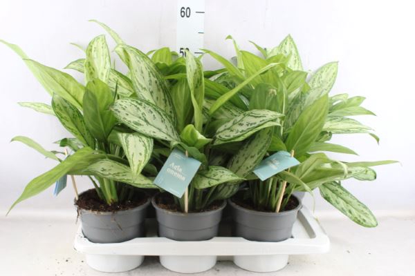 <h4>Aglaonema comm. 'Silver Queen'</h4>