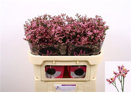 <h4>Lim Sin Anouchka Diamond Rose 70cm</h4>