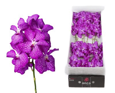 <h4>Vanda kanchana magic pink</h4>