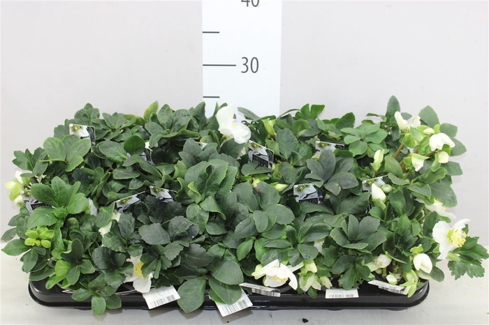 <h4>Helleborus Ni Chr Carol 5+</h4>